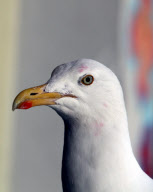Kitler - das Kätzchen mit dem "Hitlerbart"