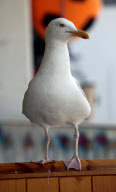 Kitler - das Kätzchen mit dem "Hitlerbart"