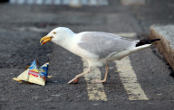 Kitler - das Kätzchen mit dem "Hitlerbart"