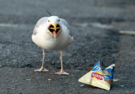 Kitler - das Kätzchen mit dem "Hitlerbart"