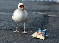 Kitler - das Kätzchen mit dem "Hitlerbart"