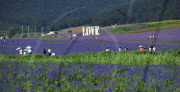 #CHINA-LIAONING-SHENYANG-LAVENDER PARK (CN)