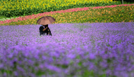 #CHINA-LIAONING-SHENYANG-LAVENDER PARK (CN)