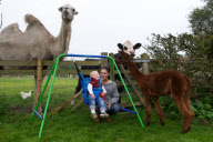 Joe the camel who likes to join his owners for breakfast, Ashbourne, Derbyshire, Britain - 31 Jul 2011