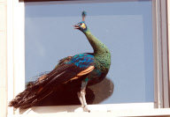 Peacock escapes from Central Park Zoo, New York, America - 02 Aug 2011