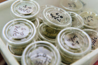 Medicinal marijuana administered to residents of the Hadarim nursing home in Naan kibbutz, Israel - 17 Jul 2011