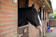So einem Bart: Shire Horse Alfie hat Angst vor Scheren - und jetzt einen struppigen Schnurrbart