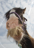 So einem Bart: Shire Horse Alfie hat Angst vor Scheren - und jetzt einen struppigen Schnurrbart