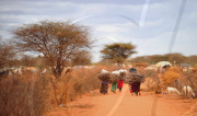 KENYA-DADAAB-REFUGEE-FIREWOOD