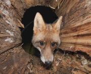 Ein Fuchs auf Nahrungssuche