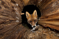 Ein Fuchs auf Nahrungssuche