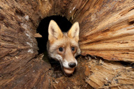Ein Fuchs auf Nahrungssuche