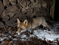 Ein Fuchs auf Nahrungssuche