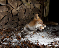 Ein Fuchs auf Nahrungssuche