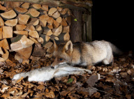 Ein Fuchs auf Nahrungssuche