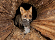 Ein Fuchs auf Nahrungssuche