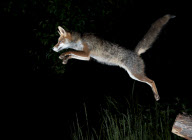 Ein Fuchs auf Nahrungssuche