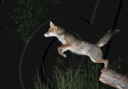 Ein Fuchs auf Nahrungssuche
