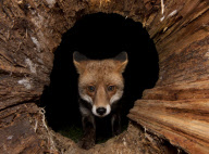 Ein Fuchs auf Nahrungssuche