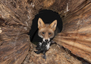 Ein Fuchs auf Nahrungssuche