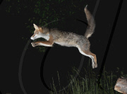 Ein Fuchs auf Nahrungssuche