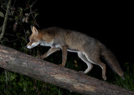 Ein Fuchs auf Nahrungssuche