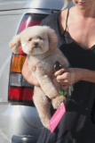 Ashley Tisdale Running Errands in Toluca Lake