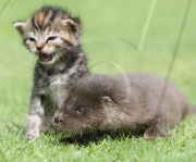 Orphaned otter becomes friends with orphaned kittens at the Secret World Rescuse in Somerset, Britain - 07 Aug 2011