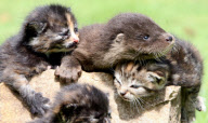 Orphaned otter becomes friends with orphaned kittens at the Secret World Rescuse in Somerset, Britain - 07 Aug 2011
