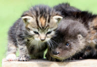 Orphaned otter becomes friends with orphaned kittens at the Secret World Rescuse in Somerset, Britain - 07 Aug 2011