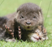 Orphaned otter becomes friends with orphaned kittens at the Secret World Rescuse in Somerset, Britain - 07 Aug 2011
