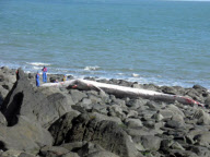 Angespühlt: Ein toter Finnwal an der Küste von Lynmouth