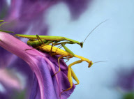 Praying mantis, Costa Brava, Spain - 11 Jul 2011