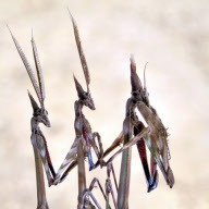 Praying mantis, Costa Brava, Spain - 11 Jul 2011