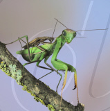 Praying mantis, Costa Brava, Spain - 11 Jul 2011