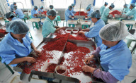 CHINA-NINGXIA-CHINESE WOLFBERRY (CN)
