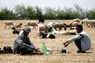 Palestinian shepherds, Gaza Strip - 12 May 2011
