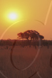 Zimbabwe - Oct 2010