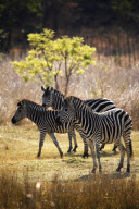 Zimbabwe - Oct 2010