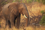 Zimbabwe - Oct 2010