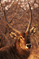 Zimbabwe - Oct 2010