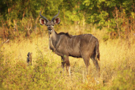 Zimbabwe - Oct 2010