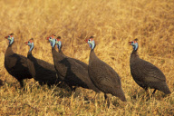 Zimbabwe - Oct 2010