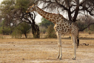 Zimbabwe - Oct 2010