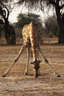 Zimbabwe - Oct 2010