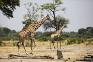 Zimbabwe - Oct 2010