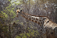 Zimbabwe - Oct 2010