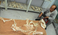 CHINA-GANSU-ANCIENT ANIMAL FOSSIL (CN)
