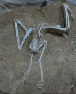 CHINA-GANSU-ANCIENT ANIMAL FOSSIL (CN)