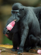 Sulawesi Crested Black Macaque family enjoying ice lollies, Paignton Zoo, Devon, Britain - 14 Aug 2011